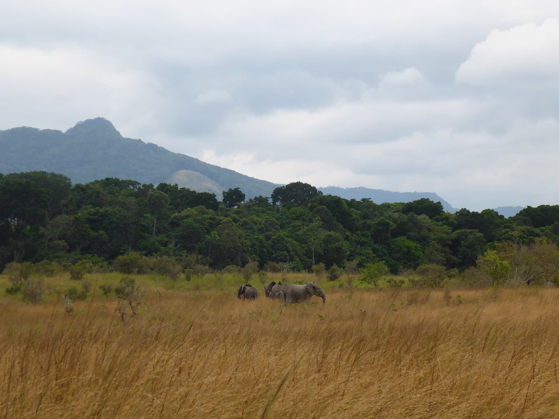 Éléphants dans le parc de la Lopé