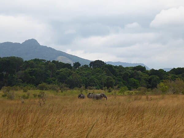Éléphants dans le parc de la Lopé