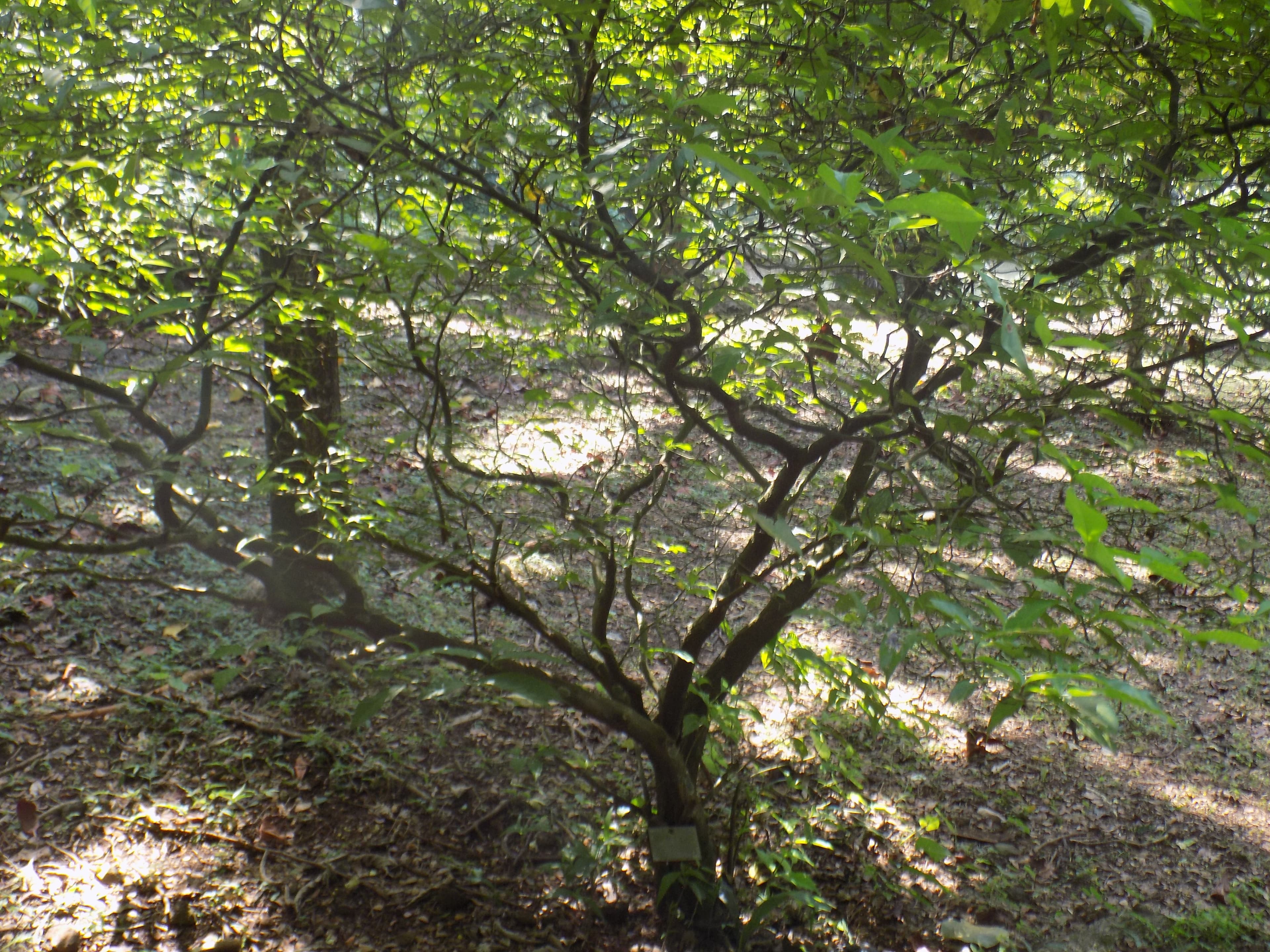 Plante iboga dans la forêt