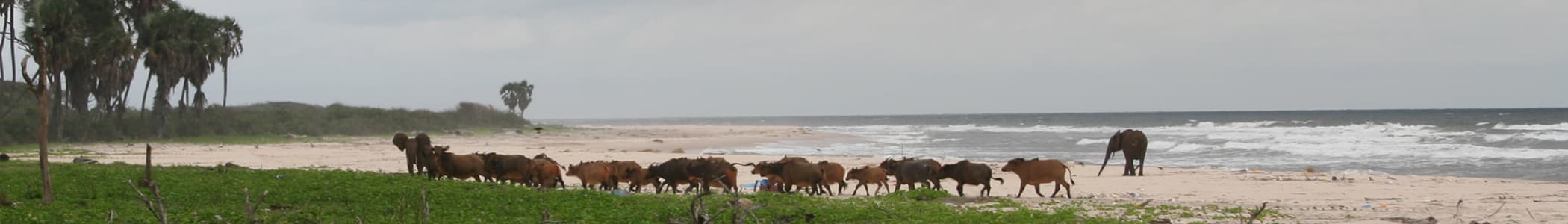 Buffles et éléphants sur la plage du Parc National de Loango — « Dernier Éden d'Afrique »