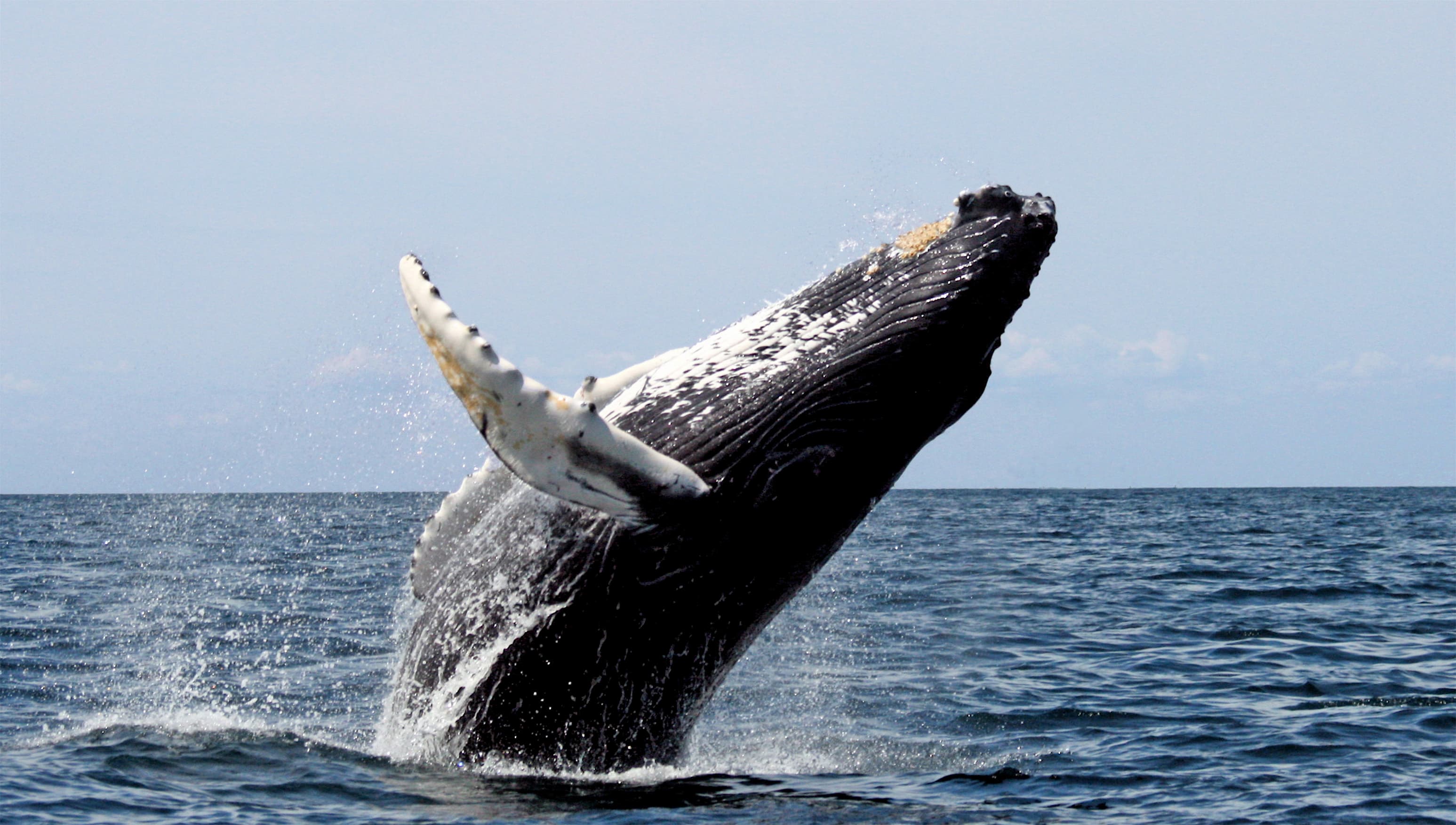 Baleine à bosse (Megaptera novaeangliae) en saut — le Gabon abrite la plus grande population reproductrice de l'Atlantique