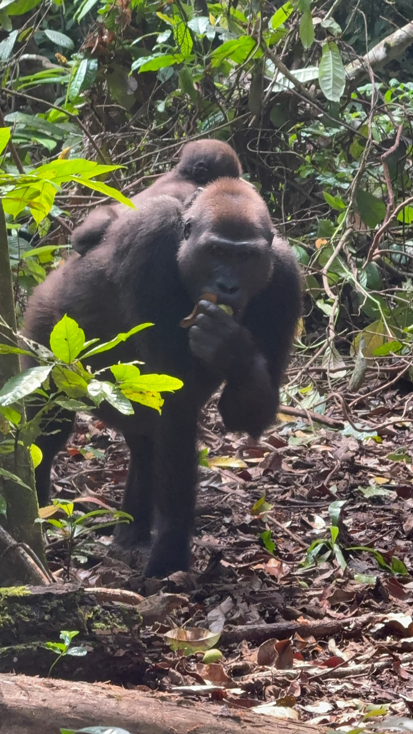 Gorille des plaines occidentales (Gorilla gorilla gorilla) mère et bébé dans le Parc National de Loango, Gabon
