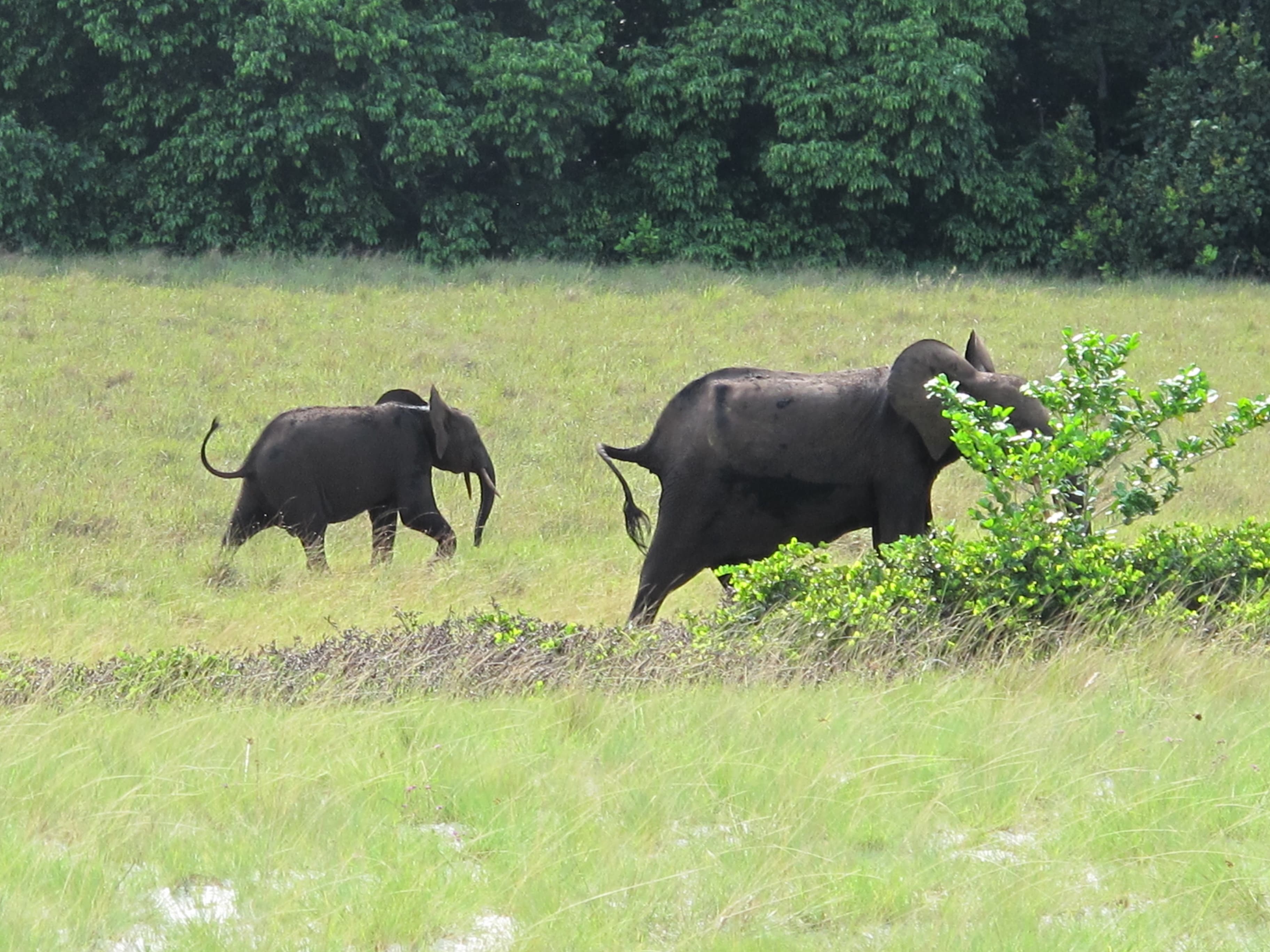 Éléphant de forêt (Loxodonta cyclotis) avec son petit dans le Parc National de Loango, Gabon